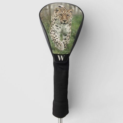 endangered_amur_leopard_photo_monogram_initial_golf_head_cover-rfbf7eda8303e4fad9f54c46298289f7e_6cx85_1024.jpeg