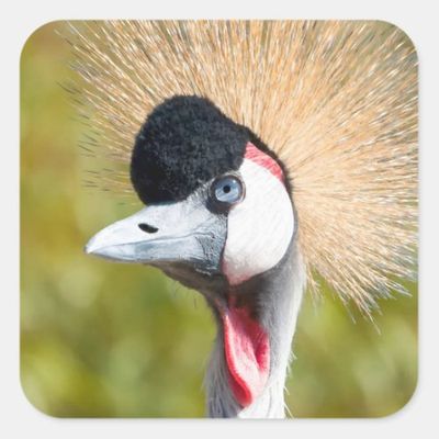 black_crowned_crane_bird_portrait_photo_square_sticker-rd48615bbd0c2474d949dc8674c053ac8_0ugmc_8byvr_1024.jpg