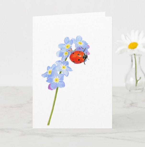 ladybird-on-forgetme-not.jpg