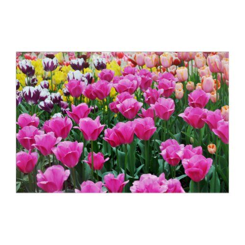 tulip garden acrylic print