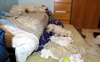 puppy05_1200x750.jpg