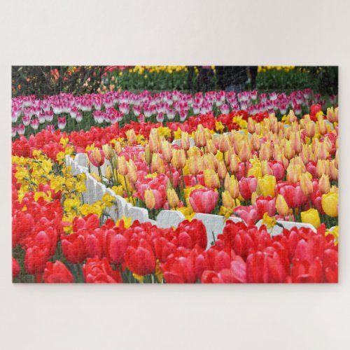 Drifts of Tulips