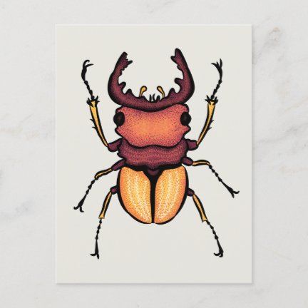 beetle_art_entomology_insect_postcard-r7c95a02c012248cfaecf7a6609bf76b7_qdey1_432.jpg